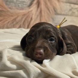 Yellow female - Chocolate and tan female Dachshund puppy in Romney, Indiana from Brown's Valley Dachshunds