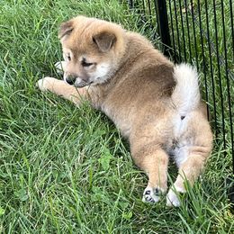 Shiba Inu Puppies from Kaste Kennel