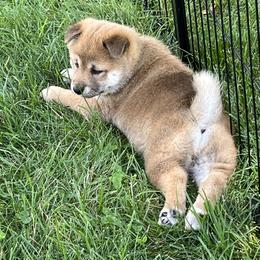 Shiba Inu Puppies from Kaste Kennel