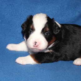 Anakin - Black tri male Miniature American Shepherd puppy in Hillsdale, Michigan from Faithwalk Aussies and Mini American Shepherds