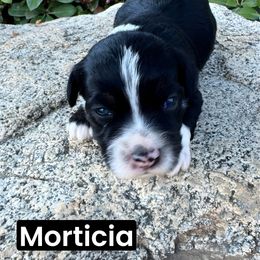 Morticia - Black tri-color female Aussiedoodle puppy in Bakersfield, California from Annie's Aussies