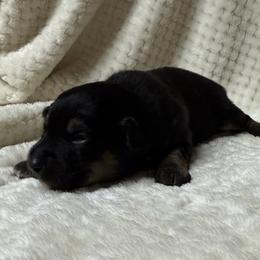 Coffee - Black tri female Miniature Australian Shepherd puppy in Signal Mountain, Tennessee from D & D Miniature and Toy Australian Sheppards