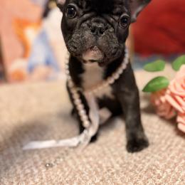 Mabel - Brindle and white female French Bulldog puppy in Wilkesboro, North Carolina from Frannie and Annie Shih Tzu Babies