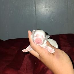Girl 2 - Black gold and white female Shih Tzu puppy in Birmingham, Alabama from K&D kennels