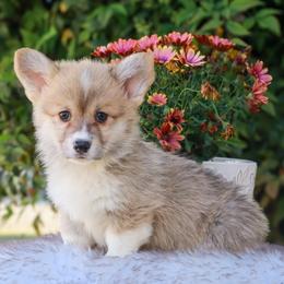 Boy 5 - Red male Pembroke Welsh Corgi puppy in Caliente, California from Rafter Cross 7