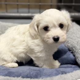 Violet - White female Coton de Tulear puppy in Mead, Oklahoma from Bar W Cotons