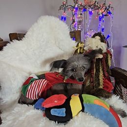 Bryan Long Star Angel - Black male Chinese Crested puppy in Amarillo, Texas from Victoria's Chinese Cresteds Long Star Angels