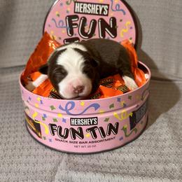 Miniature Australian Shepherd Puppies from All That Auss Mini Aussies