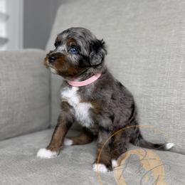 Poppy - Merle female Goldendoodle puppy in Murrieta, California from Apricot Poodles & Goldendoodles, LLC