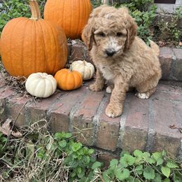 Poodle Puppies from Leaning T Ranch