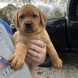 Labrador Retriever Puppies from Fia Red Retrievers