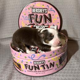 Miniature Australian Shepherd Puppies from All That Auss Mini Aussies