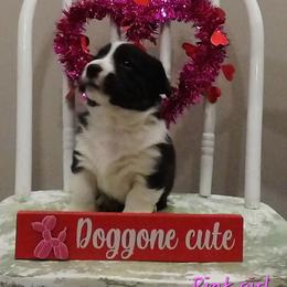 Pink - Black and white female Cardigan Welsh Corgi puppy in Lynchburg, Ohio from Old Iron Farm