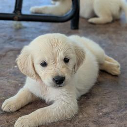 Cashew - Light golden male Golden Retriever puppy in Lakeside, Arizona from Tall Pines Goldens