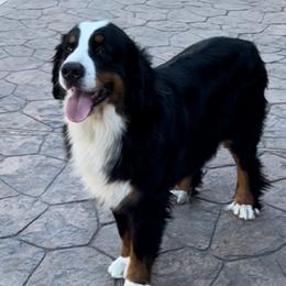 Sasha - Bernese Mountain Dog