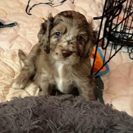Claude - Merle male Cockapoo puppy in Lillington, North Carolina from Peace, Love, and Puppies at the Creek