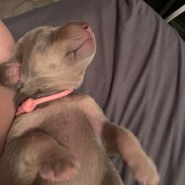 Girl 1 - Weimaraner puppy in Apollo Beach, Florida from Nautica Weimaraners