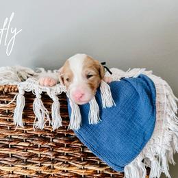 Firefly Black Collar - Fawn and white male Sheepadoodle puppy in Republic, Missouri from DOOD & Co