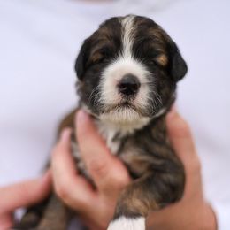 Bernedoodles, Goldendoodles, and Poodles from Scarlett Pups