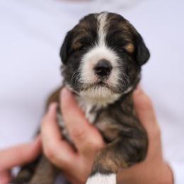 Bernedoodles, Goldendoodles, and Poodles from Scarlett Pups