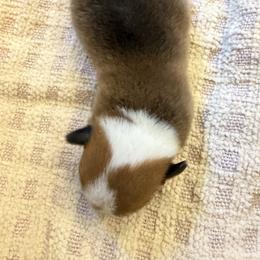 Rocky - White and red male Pembroke Welsh Corgi puppy in Hinton, Oklahoma from Corgi Farms