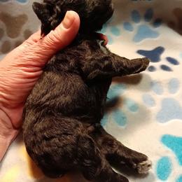 Fin - Black male Miniature Schnauzer puppy in Midland, Texas from Shebbies Puppy Palace