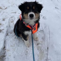 Australian Shepherd Puppies from Audacity Australian Shepherds