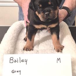 Bailey- Grey collar boy 2 - Black and mahogany male Rottweiler puppy in Carnesville,, Georgia from Von Knopf Rottweilers