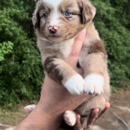 Maple - Red merle female Miniature Australian Shepherd puppy in Ringgold, Louisiana from Barrett's Buddies