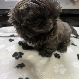 Shih Tzu Puppies from Lavender Lane Tzus