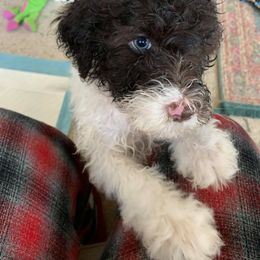 Portuguese Water Dog Puppies from Prestige Portuguese Water Dogs