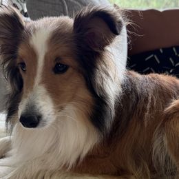 Polly - Shetland Sheepdog