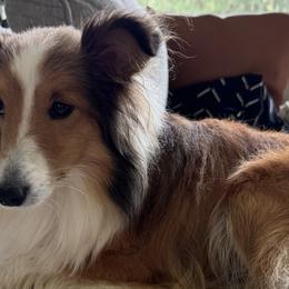 Polly - Shetland Sheepdog