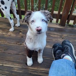 Australian Shepherd All Grown Up from TX Wild Heart Aussies
