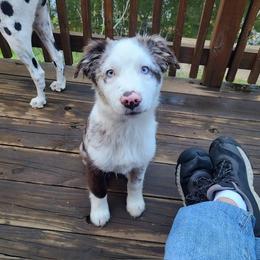 Australian Shepherd All Grown Up from TX Wild Heart Aussies