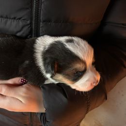 Boy 2 - Black and tan male Pembroke Welsh Corgi puppy in Honey Grove, Texas from JK Ranch Corgis