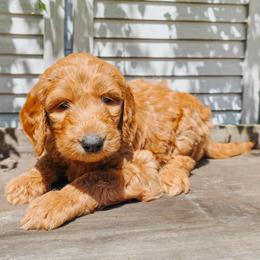 Rain - Apricot female Goldendoodle puppy in Everett, Washington from Big Top Doodles