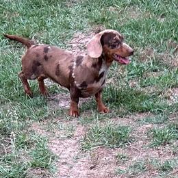 Nelli - Chocolate and tan female Dachshund puppy in Excel, Alabama from CJ’s Little Palace