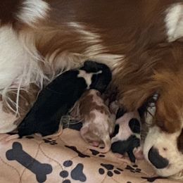 Cavalier King Charles Spaniel puppies from Hopewell Cavaliers