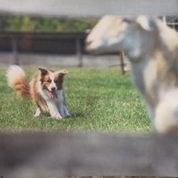 Border Collie All Grown Up from Covergaze Border Collies
