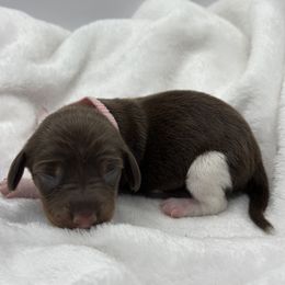 Dachshund and Pomeranian Puppies from AzDachshunds&poms