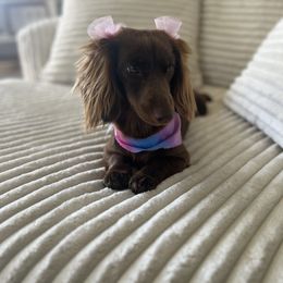 Layla - Dachshund