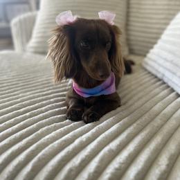 Layla - Dachshund