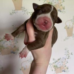 Girl 2 - female Alapaha Blue Blood Bulldog puppy in Grafton, Ohio from Eclipse Alapaha Kennels