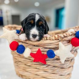 Woodstock - Tri-color male Bernedoodle puppy in Sulphur, Louisiana from Curly Q’s Of Carlyss