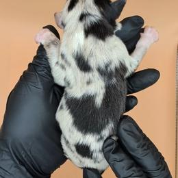 Jasmine3Girl1- BMF,LONG Tail,blue eyes likely, CHIC-OFA-DNA-AKC Titled Parents - Blue merle female Australian Shepherd puppy in South Hill, Virginia from Silverside Aussies LLC