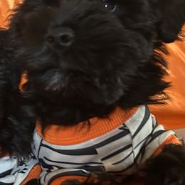 Vine-Female - Black female Miniature Schnauzer puppy in Granville, Ohio from Shull Mini Schnauzers