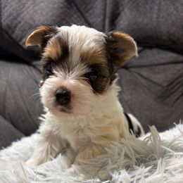 Dior - Parti female Yorkshire Terrier puppy in San Antonio, Texas from Sweet as dessert puppies