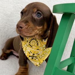 Remington (Remy) AKC - Chocolate and tan male Dachshund puppy in Hendersonville, North Carolina from Snarky Doxy Miniature Dachshunds