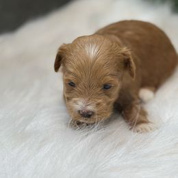 Rudolph - Gold male Havanese puppy in Bowling Green, Kentucky from Denise Clark